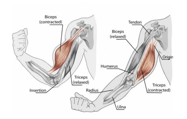 Simple Diagram Back Muscles - Aflam-Neeeak