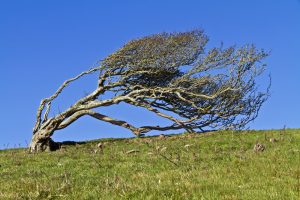 Bent tree represents what happens to a human child's body without chiropractic