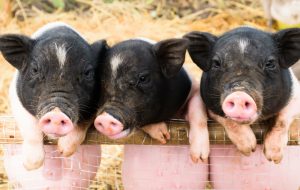 The Three Little Pigs can teach us about secrets to health and healing