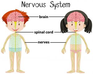 Diagram of the nervous system