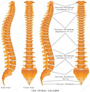 Correct spinal alignment